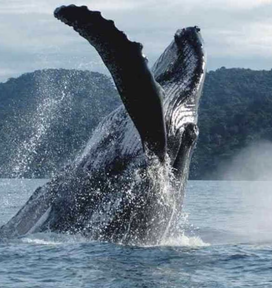 Captura de Pantalla 2024-08-27 a las 18.03.32